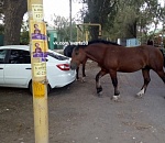 В Астрахани лошади разгуливают по улицам и портят автомобили