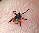  Более 200 астраханцев пострадали от укусов клещей