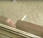 Ужасы астраханской мошки показали на видео