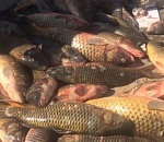 В Астрахани на стихийном рынке у продавца изъяли 400 килограммов рыбы