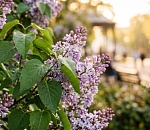 Астраханский апрель завершится умеренным теплом