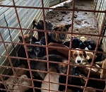 Суд оставил в силе приговор по делу о хищении и жестоком обращении в астраханском приюте для собак