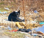 В Астраханской области появятся ещё семь приютов для бездомных животных