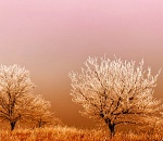 Сегодня в Астрахани туман и гололед