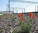 Более 70 природоохранных мероприятий будет реализовано на ПривЖД в 2021 году