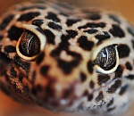 В Астрахани на пенсионера упала… змея