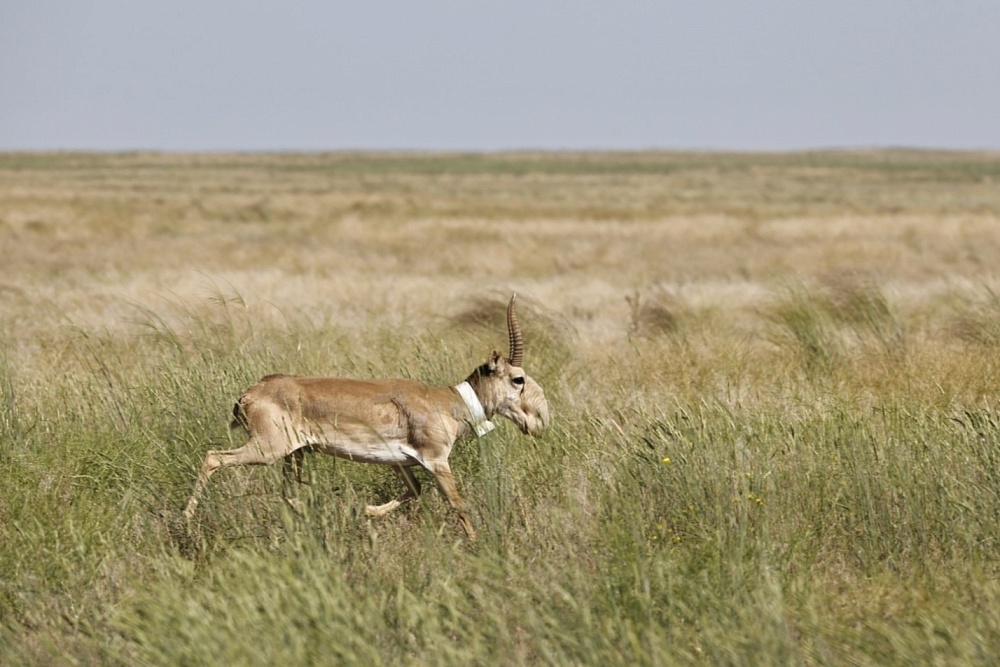 Силовики поймали астраханца с рогами