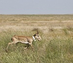  Силовики поймали астраханца с рогами