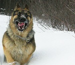 Астраханские полицейские застрелили бешеную овчарку, запугавшую жителей поселка и загрызшую двух дворняг