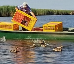 В Астраханской области на волю выпустили 200 уток-крякв