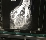 В Астрахани мужчина стрелял по бездомному псу в упор дробью