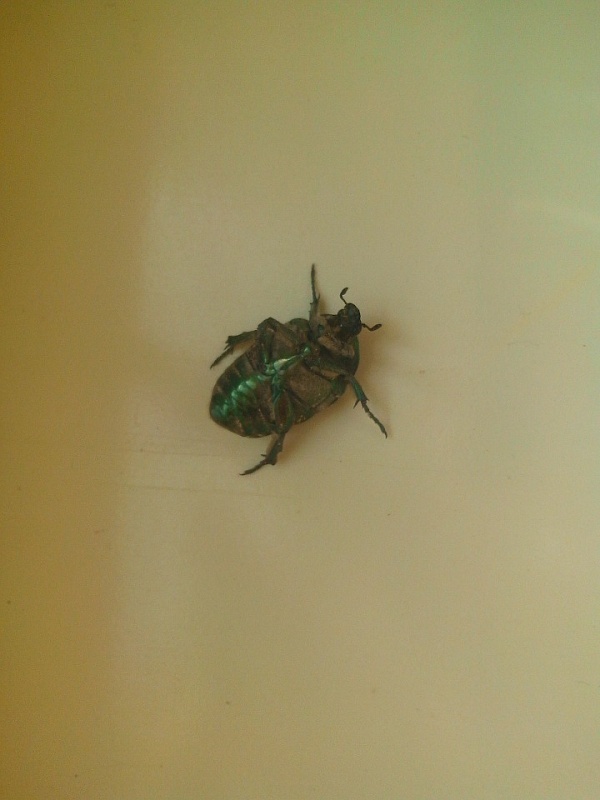 Евгений Дунаев пожаловался, что жуки мешают работать эсерам