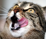 В Астрахани 20-летний парень напал на продавщицу магазина, чтобы украсть молоко и корм для кошек