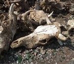 Огромное кладбище животных обнаружили под Астраханью. ВИДЕО