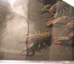 Астраханская область значительно увеличит производство голубых раков