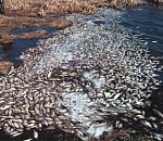 В Астраханской области нашли виновных в массовом заморе рыбы