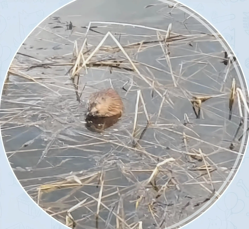 Возле астраханского ЗАГСа поселилась коипу