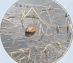 Возле астраханского ЗАГСа поселилась коипу