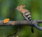 В Астрахань пришла весна. Прилетели первые удоды