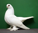 10 домашних голубей из Ирана задержали в морском порту Астрахани