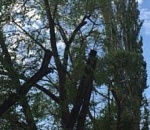 В Астрахани спилили опасные кривые деревья