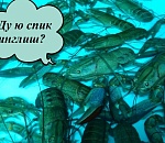 Австралийские раки зимуют под Астраханью