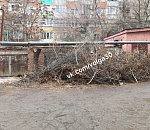 Астраханцы попали в плен к куче спиленных веток 