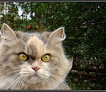 88% астраханцев считают, что высоких гостей надо встречать скромнее