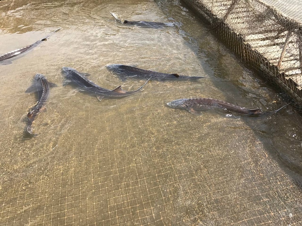 Астраханские рыбоводы судятся за воду для осетров