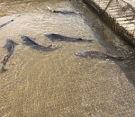 Астраханские рыбоводы судятся за воду для осетров