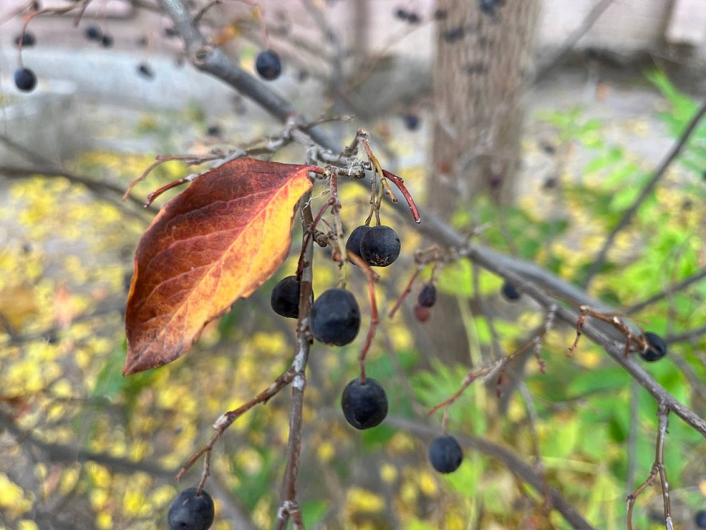 Промозглый ветер и до 0 градусов обещают сегодня ночью в Астраханской области 