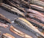 Гостья Астрахани затарилась на Больших Исадах 300 килограммами осетра и севрюги