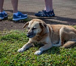 Волгоградский предприниматель приступает к отлову астраханских собак