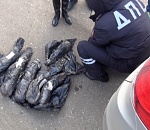 В Астрахани полицейские изъяли у водителя 30 килограммов русского осетра