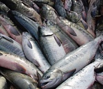 Астраханские погранцы не пропустили четыре тонны сомнительной рыбы