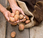 В Астраханской области готовятся к посадке элитные клубни белорусского картофеля