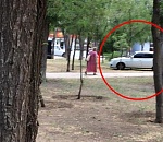 Оштрафован владелец Приоры, припарковавшийся в астраханском парке