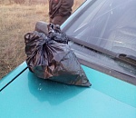 Несмотря на холода, астраханцы продолжают собирать урожай... конопли 