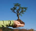 В Астраханской области за три года планируют высадить более миллиона деревьев