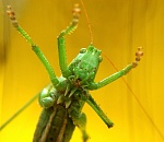 Грибы для борьбы с саранчой применят в Астраханской области