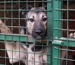 Астраханский депутат призвал собак к ответственности 