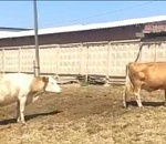 Приволжских бродячих коров отправляют на штрафстоянки