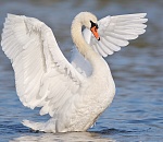 Астраханские лебеди поселятся на пруду усадьбы Майданова в подмосковном Клину