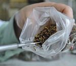 На юге России обезврежены две банды торговцев "спайсом"