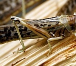 Саранча появится в Астраханской области в середине мая