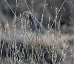 Синоптик напугал астраханцев заморозками