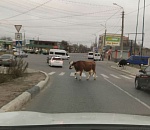 Астраханские коровы переходят дорогу по правилам