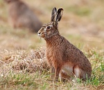В Астрахани будут судить убийцу зайца
