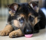 Новость о сожжении щенков в Астрахани - не фейк