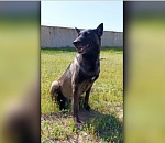 Собака из астраханской полиции ищет дом 